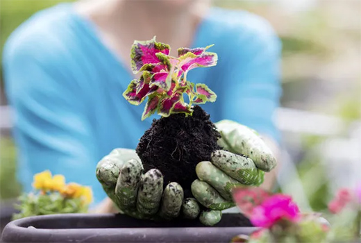 ������(BERNI)������ľ�����չ��δ��